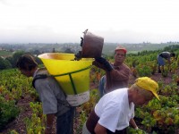 Vendanges - Vinification - 2005 - 007