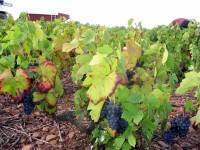 Vendanges - Vinification - 2005 - 008