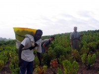 Vendanges - Vinification - 2005 - 009