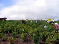 Vendanges - Vinification - 2005 - 010