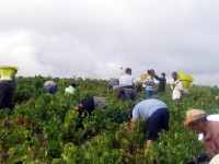 Vendanges - Vinification - 2005 - 011