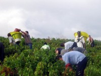 Vendanges - Vinification - 2005 - 012