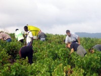 Vendanges - Vinification - 2005 - 013