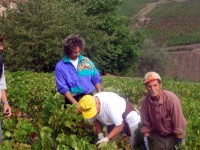 Vendanges - Vinification - 2005 - 016