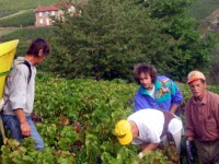 Vendanges - Vinification - 2005 - 017