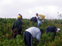 Vendanges - Vinification - 2005 - 018