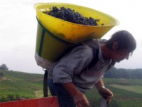 Vendanges - Vinification - 2005 - 020