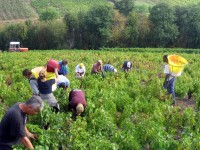 Vendanges - Vinification - 2005 - 024