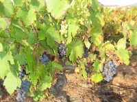 Vendanges - Vinification - 2009 - 002