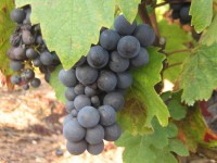 Vendanges - Vinification - 2009 - 003