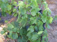 Vendanges - Vinification - 2009 - 005