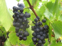 Vendanges - Vinification - 2009 - 006