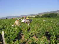 Vendanges - Vinification - 2009 - 010