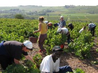 Vendanges - Vinification - 2009 - 013