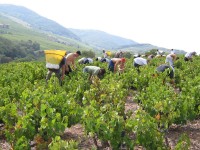 Vendanges - Vinification - 2009 - 014