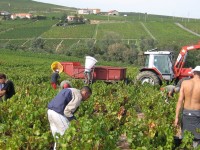 Vendanges - Vinification - 2009 - 016