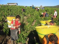 Vendanges - Vinification - 2009 - 018