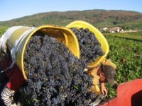 Vendanges - Vinification - 2009 - 019