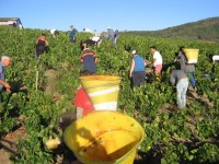 Vendanges - Vinification - 2009 - 020