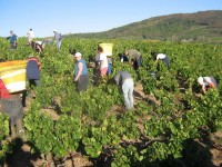 Vendanges - Vinification - 2009 - 021