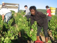 Vendanges - Vinification - 2009 - 022