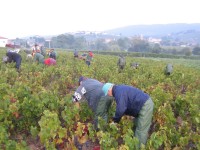 Vendanges - Vinification - 2009 - 023