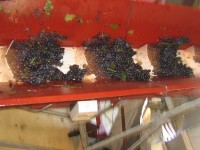 Vendanges - Vinification - 2009 - 025