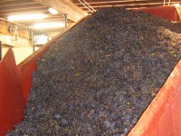 Vendanges - Vinification - 2009 - 026