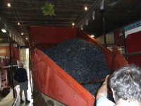 Vendanges - Vinification - 2009 - 028